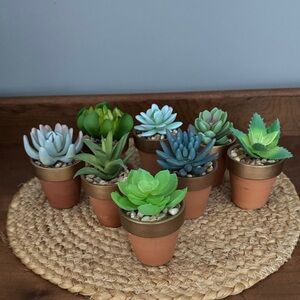 8️⃣ Assorted Succulents in Terracotta Pots